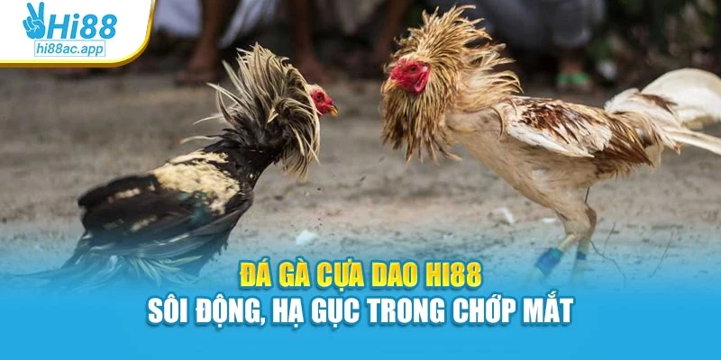 Đá Gà Cựa Dao Hi88 – Sôi Động, Hạ Gục Trong Chớp Mắt