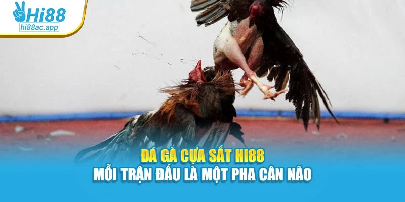 Đá Gà Cựa Sắt Hi88 – Mỗi Trận Đấu Là Một Pha Cân Não