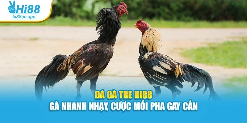 Đá Gà Tre Hi88 – Gà Nhanh Nhạy, Cược Mỗi Pha Gay Cấn