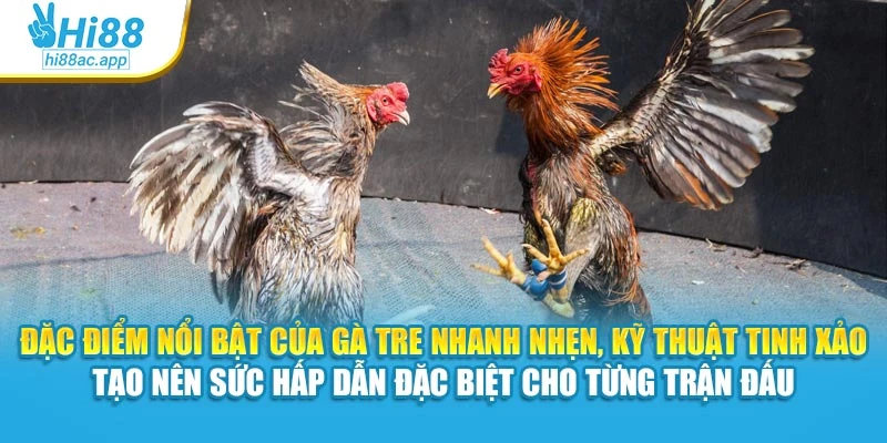 Đá Gà Cựa Sắt Hi88 – Mỗi Trận Đấu Là Một Pha Cân Não 2 Đặc điểm nổi bật của gà tre nhanh nhẹn, kỹ thuật tinh xảo tạo nên sức hấp dẫn đặc biệt cho từng trận đấu