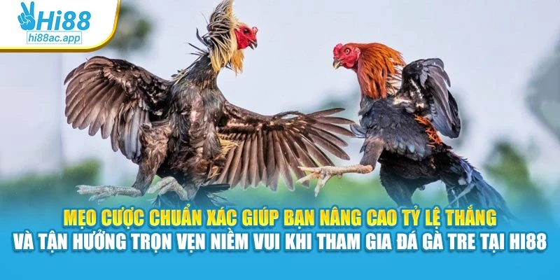 Đá Gà Cựa Sắt Hi88 – Mỗi Trận Đấu Là Một Pha Cân Não 4 Mẹo cược chuẩn xác giúp bạn nâng cao tỷ lệ thắng và tận hưởng trọn vẹn niềm vui khi tham gia đá gà tre tại Hi88