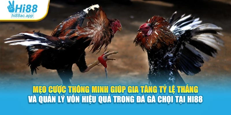 Đá Gà Cựa Sắt Hi88 – Mỗi Trận Đấu Là Một Pha Cân Não 4 Mẹo cược thông minh giúp gia tăng tỷ lệ thắng và quản lý vốn hiệu quả trong đá gà chọi tại Hi88