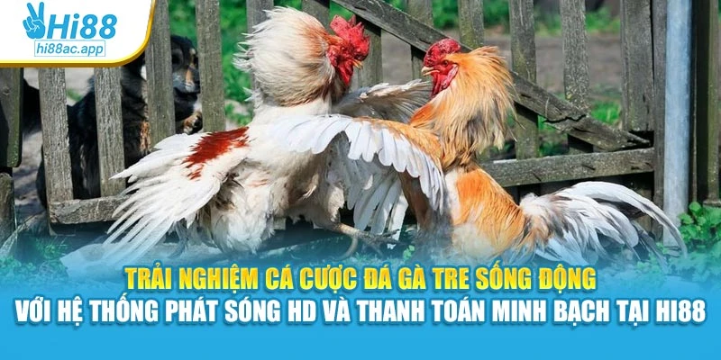 Đá Gà Cựa Sắt Hi88 – Mỗi Trận Đấu Là Một Pha Cân Não 3 Trải nghiệm cá cược đá gà tre sống động với hệ thống phát sóng HD và thanh toán minh bạch tại Hi88