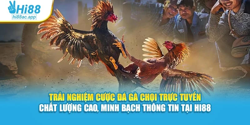 Đá Gà Cựa Sắt Hi88 – Mỗi Trận Đấu Là Một Pha Cân Não 3 Trải nghiệm cược đá gà chọi trực tuyến chất lượng cao, minh bạch thông tin tại Hi88